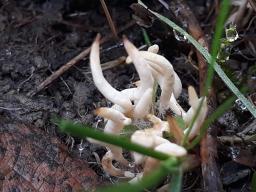 Clavaria fragilis