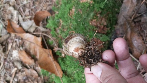 Paxillus involutus