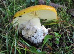 Amanita caesarea