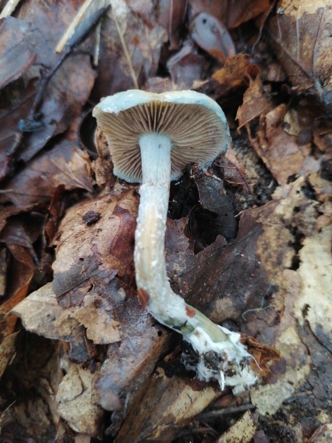 Stropharia caerulea