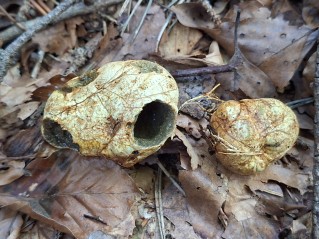 Rhizopogon obtextus