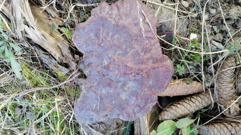 Ganoderma lucidum