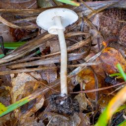 Lepiota cristata