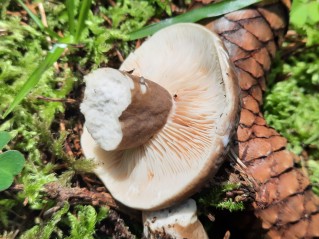 Lactarius picinus