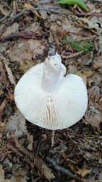 Russula heterophylla