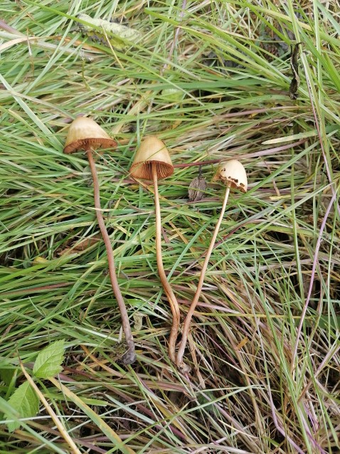 Conocybe tenera