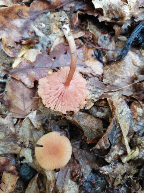 Laccaria laccata