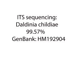 Daldinia childiae