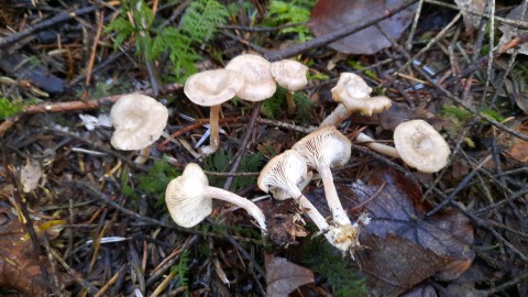 Rhizocybe pruinosa