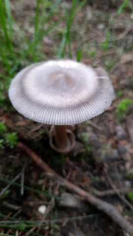 Amanita battarrae