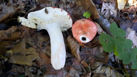 Russula aurora