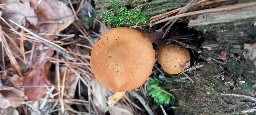 Cortinarius semisanguineus