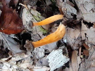 Craterellus lutescens