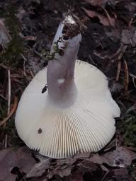 Russula amoena