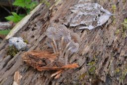 Mycena stipata