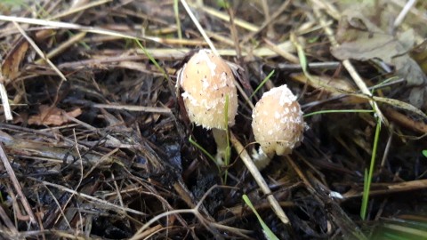 Coprinellus flocculosus