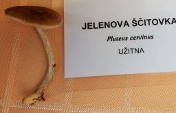 Pluteus cervinus