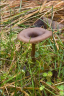 Pseudoclitocybe expallens