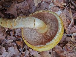 Pholiota adiposa