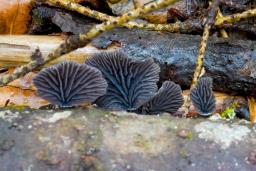 Resupinatus alboniger