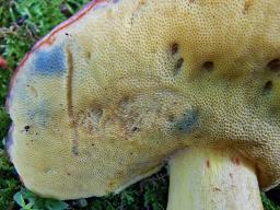 Butyriboletus regius
