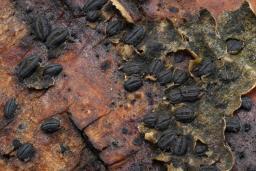 Hysterographium fraxini