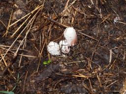 Coprinus sterquilinus