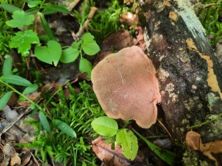 Hapalopilus nidulans