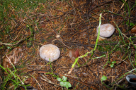 Cortinarius traganus