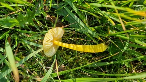 Hygrocybe ceracea