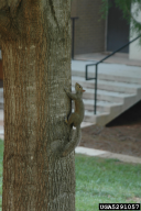 Sciurus carolinensis