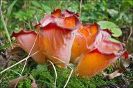 Guepinia helvelloides