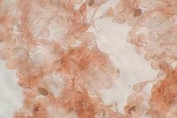 Conocybe macrospora