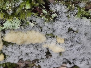 Ceratiomyxa fruticulosa