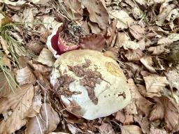 Rubroboletus rhodoxanthus