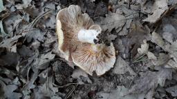 Lactarius acerrimus