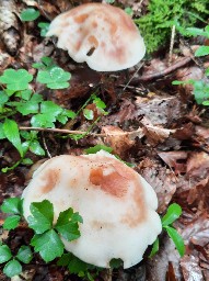 Rhodocollybia maculata