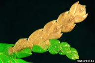 Argyresthia thuiella