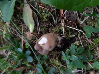 Helvella elastica