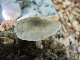 Pluteus primus