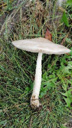 Pluteus inquilinus