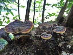 Ganoderma carnosum