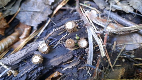 Cyathus striatus