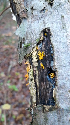 Calocera cornea