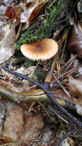 Amanita fulva