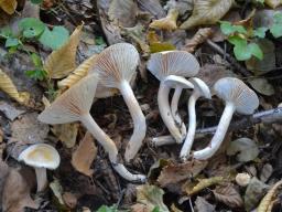 Hygrophorus hedrychii