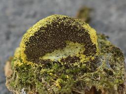 Fuligo septica var. flava