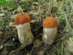 Leccinum aurantiacum