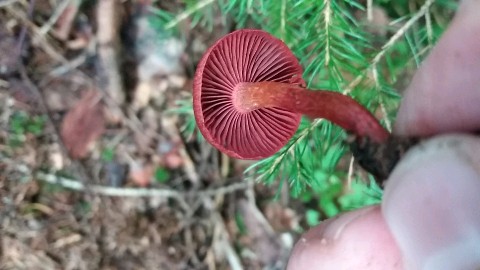 Cortinarius sanguineus