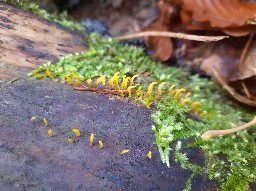 Calocera cornea